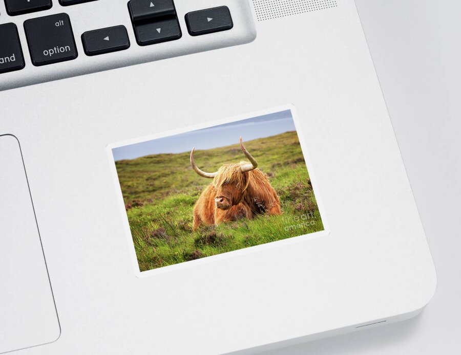 Highland Sticker featuring the photograph Highland cow #1 by Jane Rix
