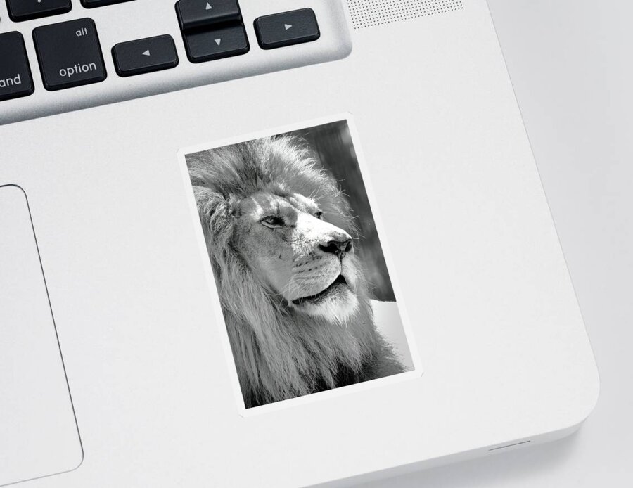 Lion Sticker featuring the photograph Is This My Good Side by Lens Art Photography By Larry Trager