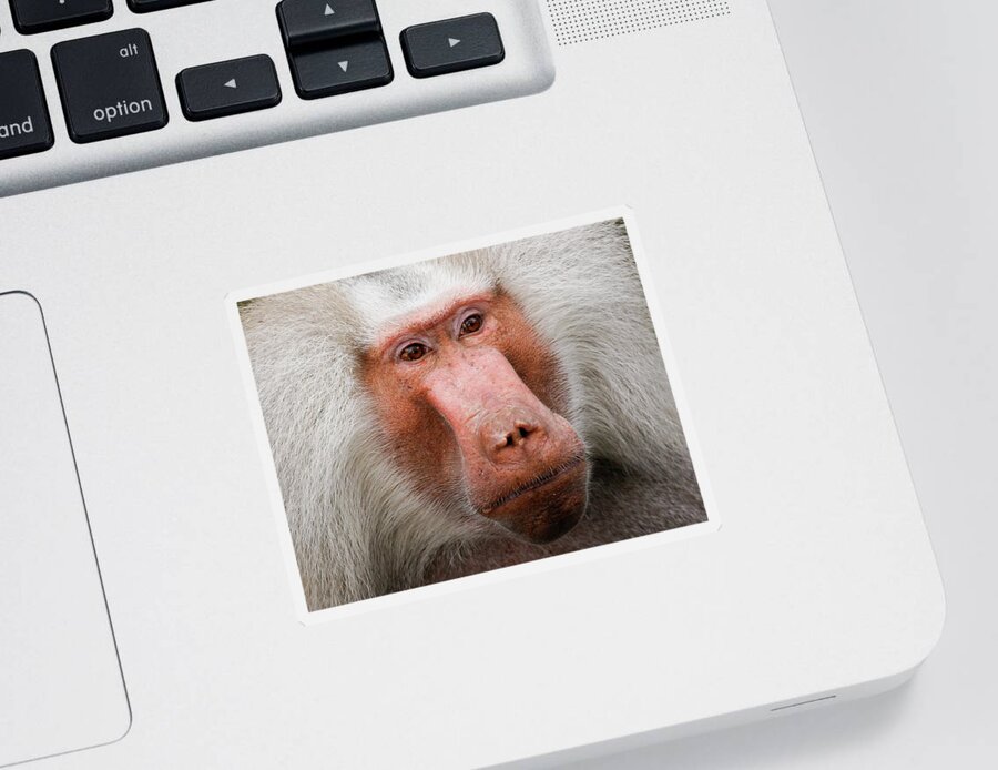 Japanese Snow Monkey Sticker featuring the photograph Japanese Snow Monkey #2 by David Morehead