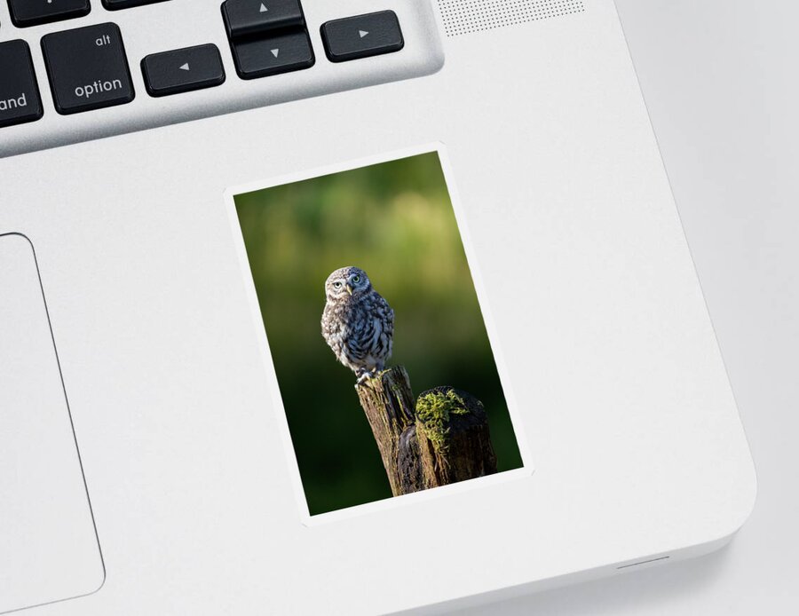 Little Owl Sticker featuring the photograph Little Owl #1 by Anita Nicholson