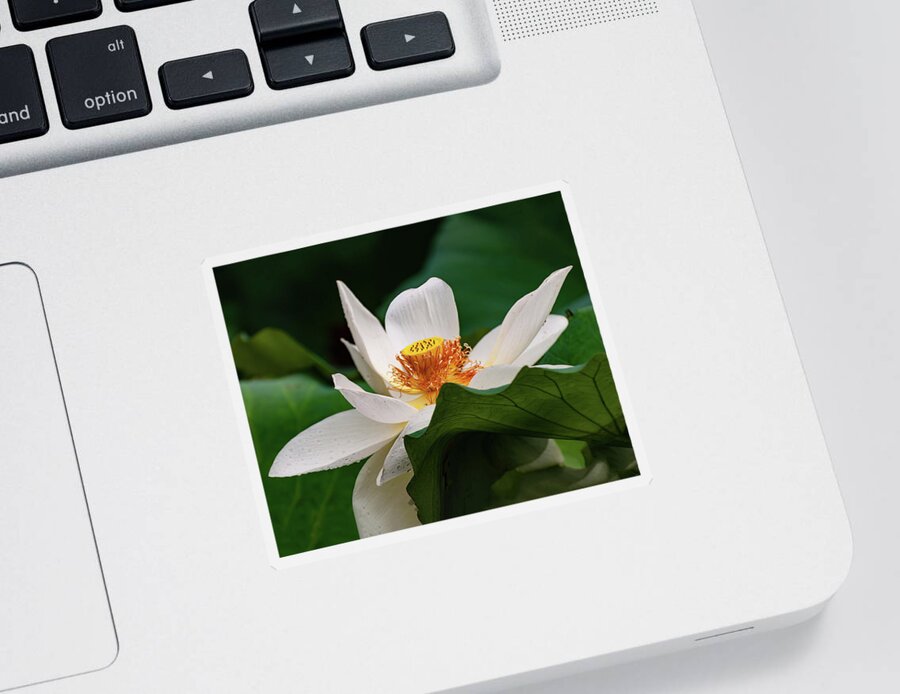Lotus Sticker featuring the photograph Lotus Flower #2 by Flees Photos