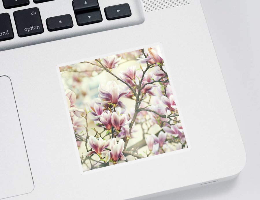 Magnolia Sticker featuring the photograph Magnolia Flower #1 by Jelena Jovanovic