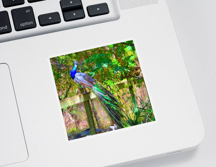 Peacock Sticker featuring the photograph Ms Peacock #1 by Alison Belsan Horton