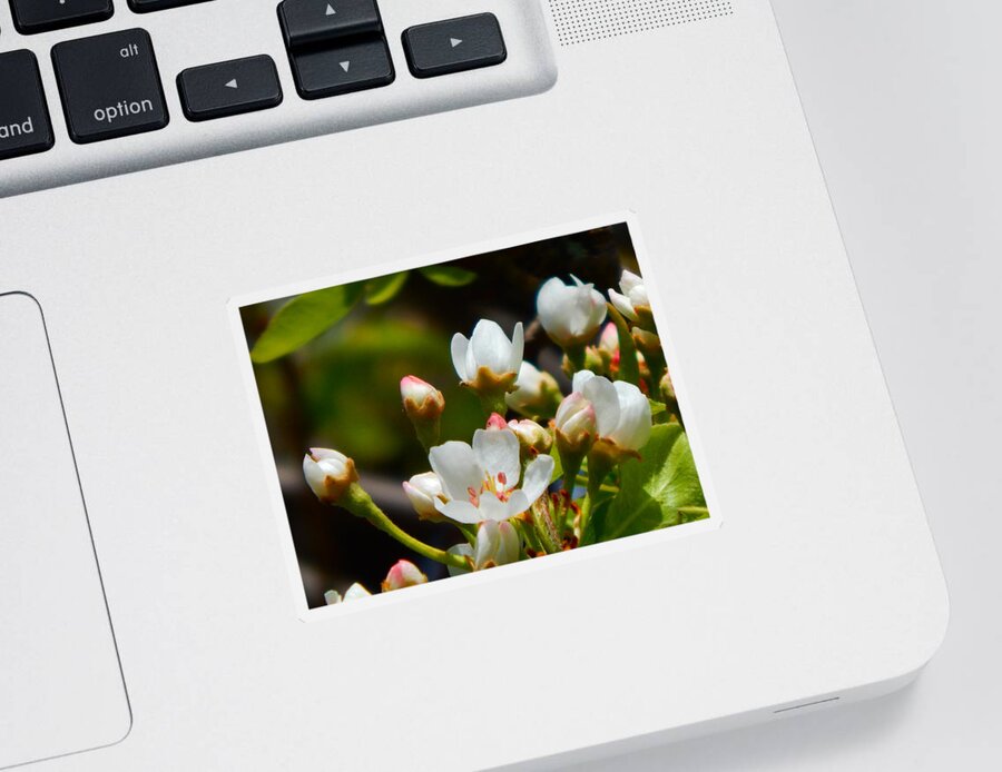 Pear Sticker featuring the photograph Pear Blossoms #1 by Virginia White