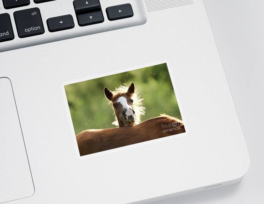 Salt River Wild Horses Sticker featuring the photograph Peek-A-Boo by Shannon Hastings