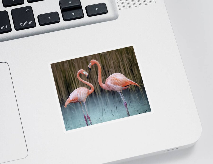 Pink Flamingos Sticker featuring the photograph Pink flamingos #2 by Loredana Gallo Migliorini