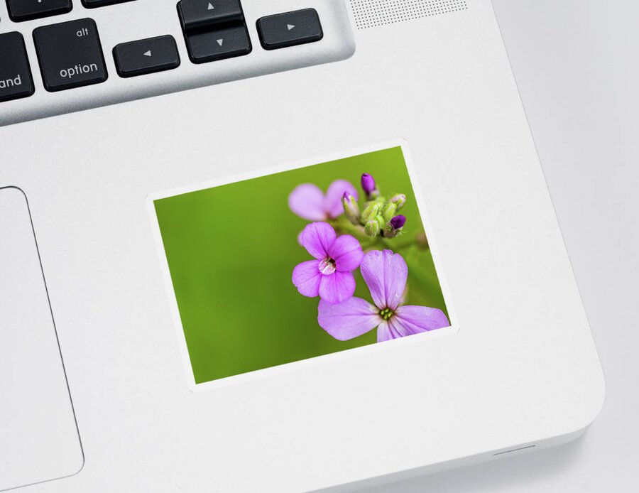 Nature Sticker featuring the photograph Pink Flowers #1 by Amelia Pearn