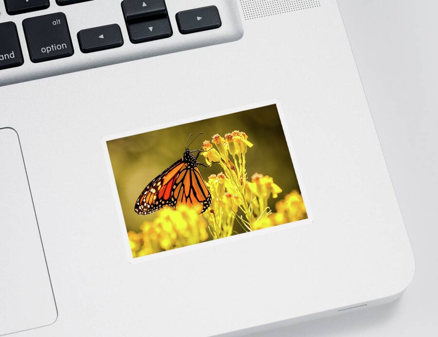 Monarch Flight Sticker featuring the photograph Pismo Monarch Butterfly #1 by Dr Janine Williams