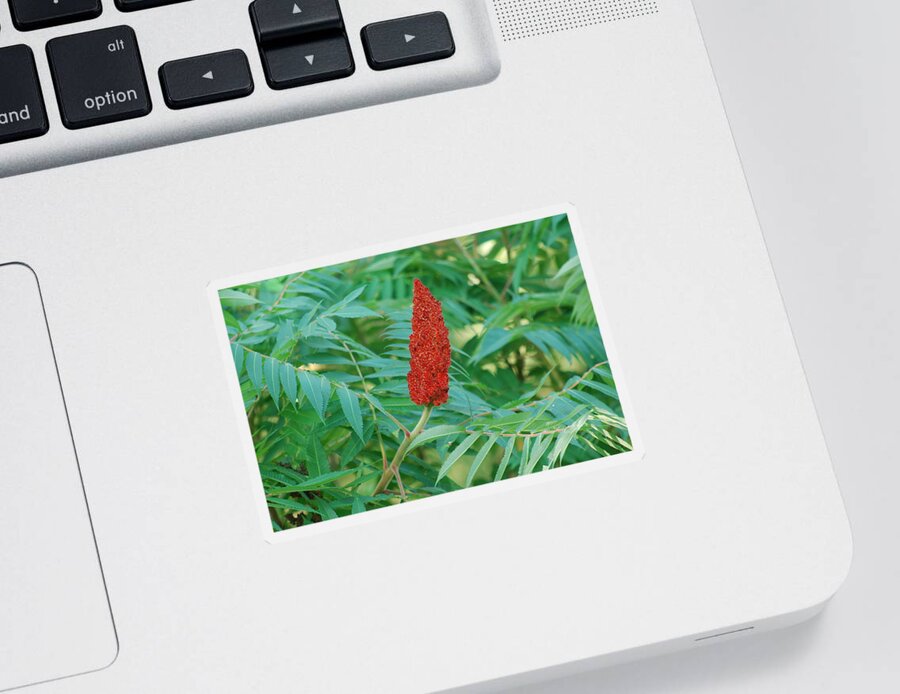 Staghorn Sumac Sticker featuring the photograph Staghorn Sumac by Ee Photography