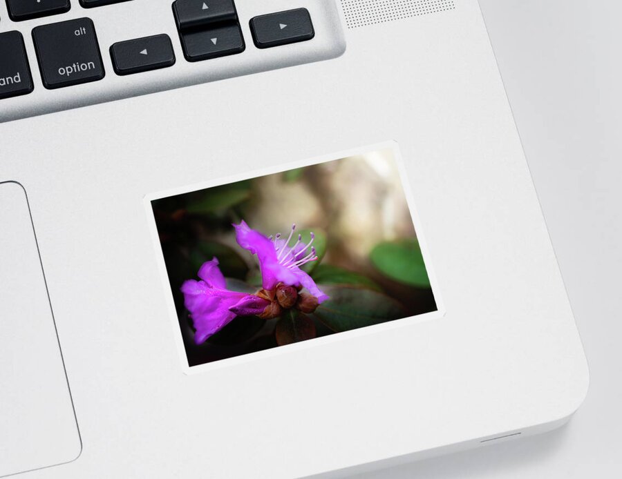 Purple Rhododendron Blossom Sticker featuring the photograph Purple Rhododendron Print #1 by Gwen Gibson