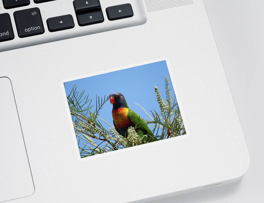 Animals Sticker featuring the photograph Rainbow Lorikeet perched on a Grevillea #2 by Maryse Jansen