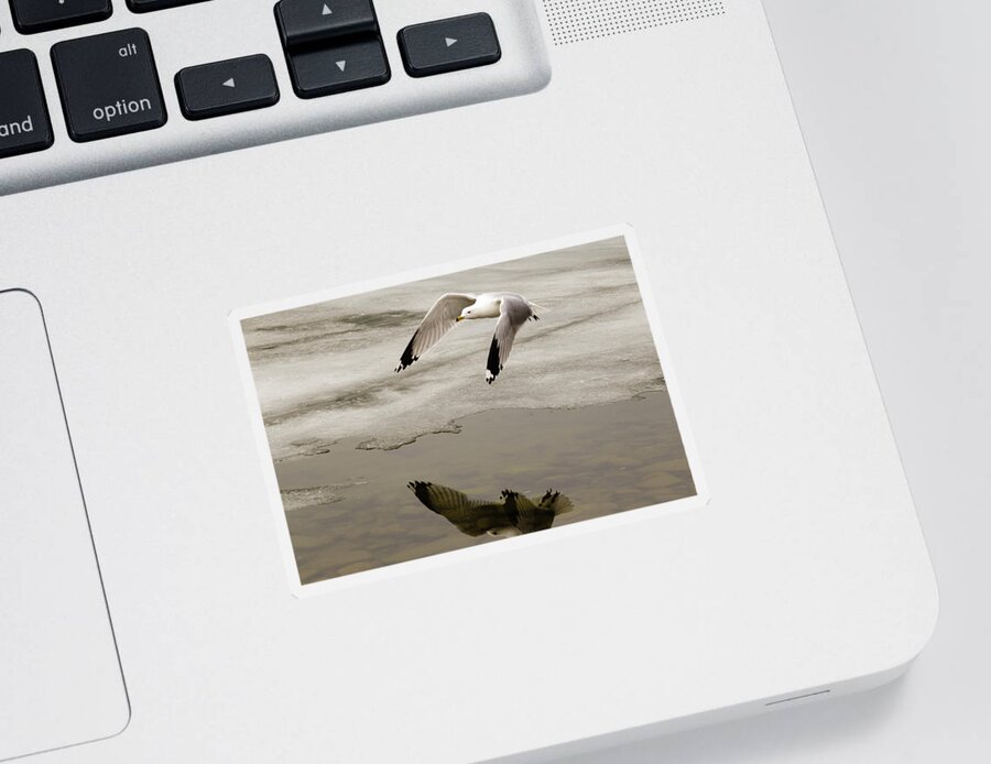 Larus Sticker featuring the photograph Ring-billed Gull flying over water #1 by SAURAVphoto Online Store