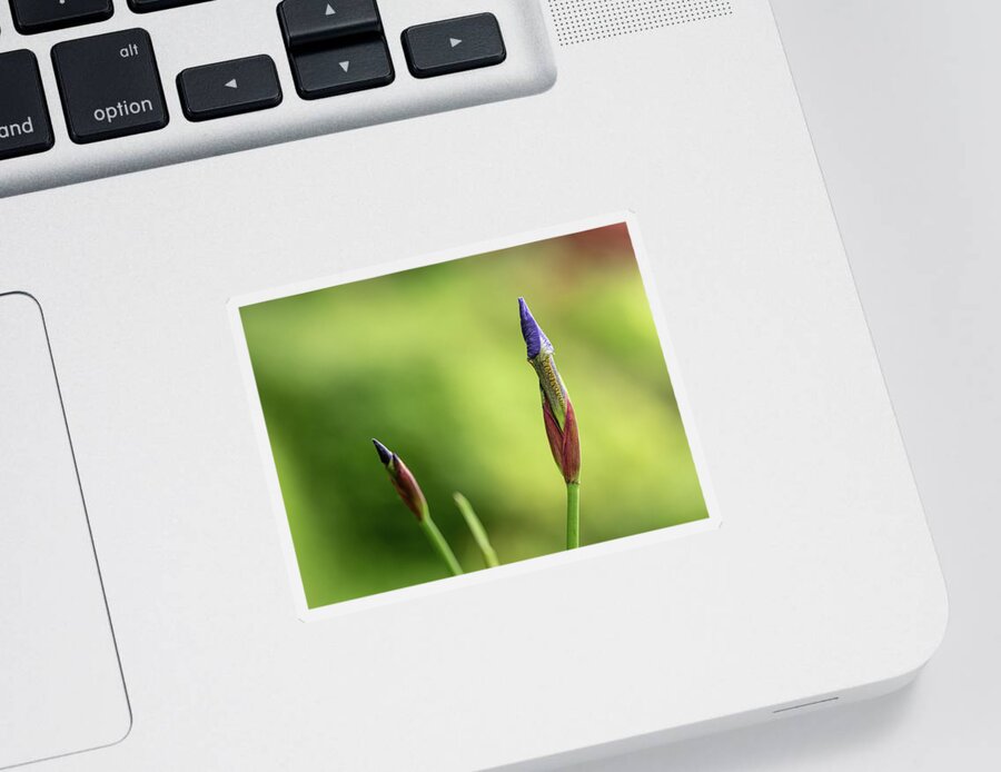 Spring Sticker featuring the photograph Siberian iris - Iris sibirica #1 by Average Images