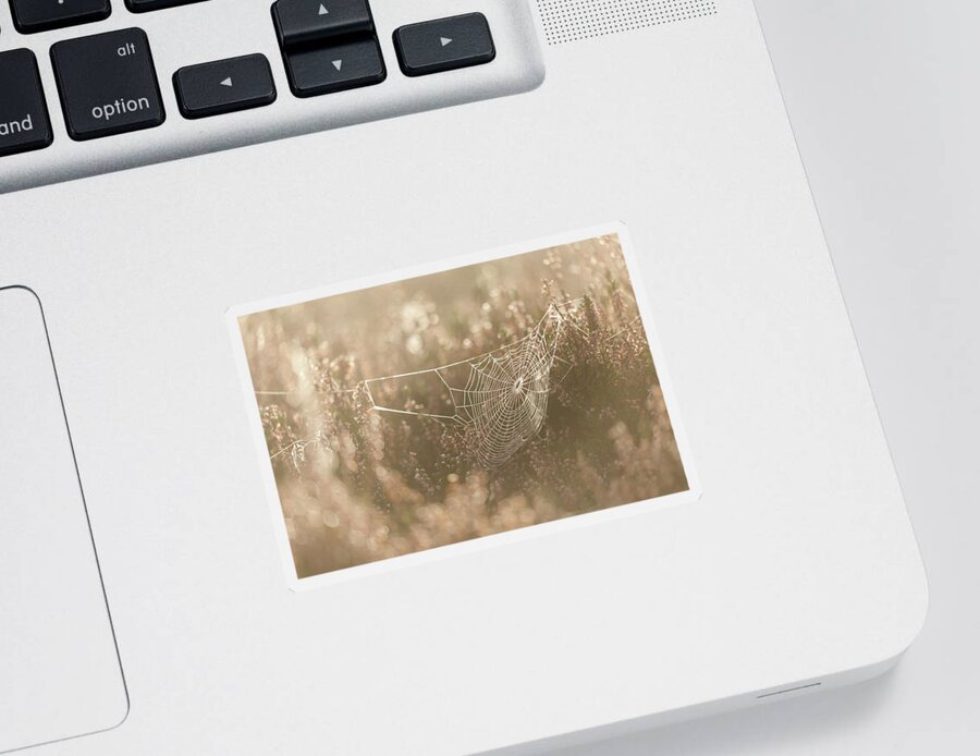 Spider Web Sticker featuring the photograph Spider Web #1 by Anita Nicholson