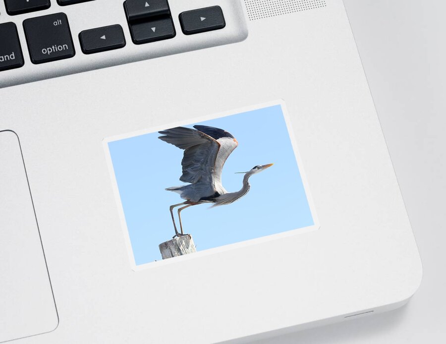 Great Blue Heron Sticker featuring the photograph Taking Off #1 by Mingming Jiang