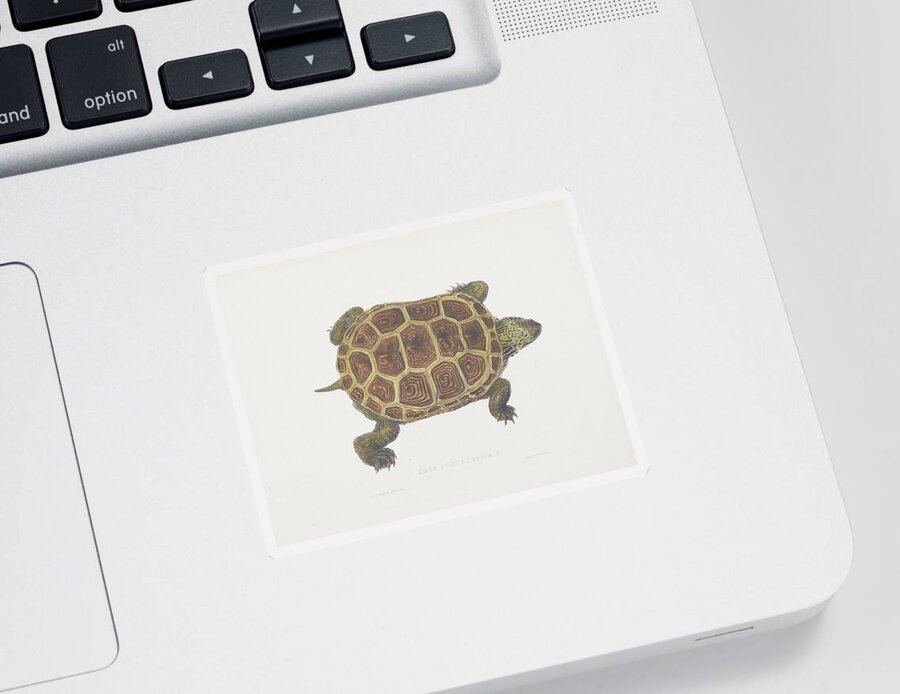Turtles Sticker featuring the digital art Tortoise 1872 #1 by Kim Kent