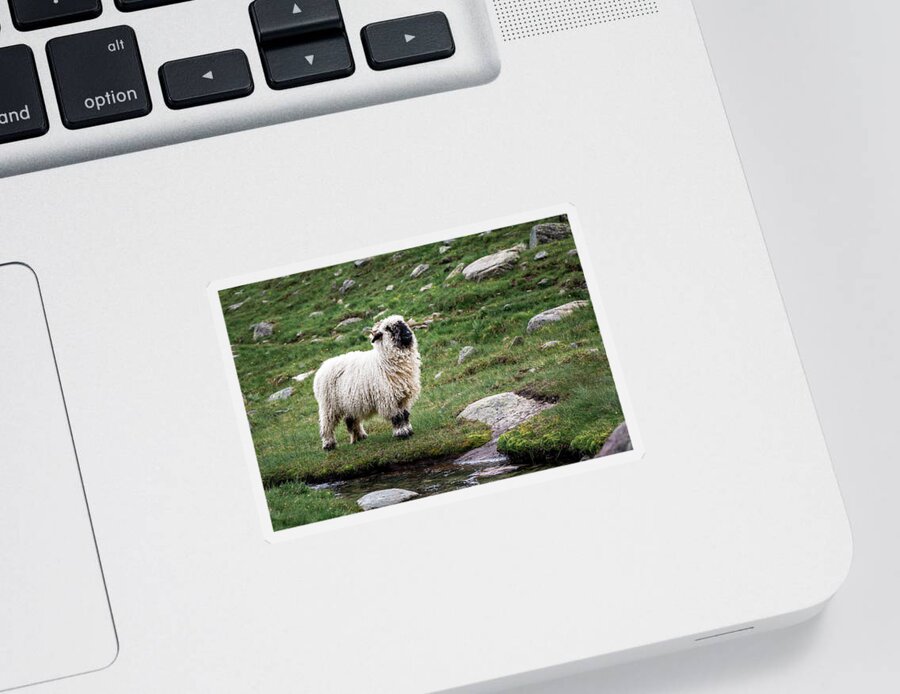 Glacier Sticker featuring the photograph Valais Blacknose sheep on an alpine hiking trail in Zermatt #1 by Benoit Bruchez