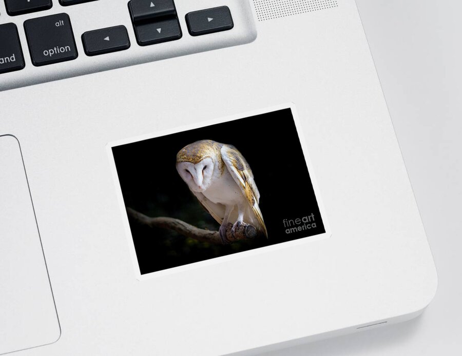 Barn Owl Sticker featuring the photograph Watching and Waiting #1 by Shirley Dutchkowski