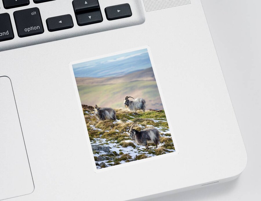 Wild Goats Sticker featuring the photograph We Three Kings - Cheviot Wild Goats #1 by Anita Nicholson