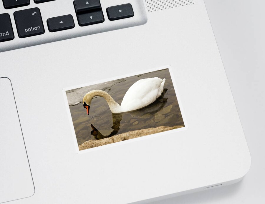 Cygnus Sticker featuring the photograph Mute swan #10 by SAURAVphoto Online Store