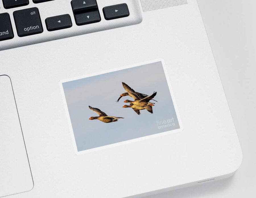 Stretch Sticker featuring the photograph Flying Graylag Goose Anser anser Costa Ballena Cadiz by Pablo Avanzini
