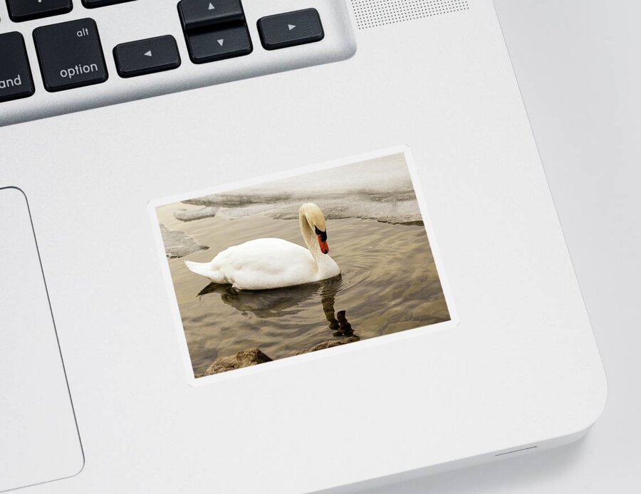 Cygnus Sticker featuring the photograph Mute swan #11 by SAURAVphoto Online Store