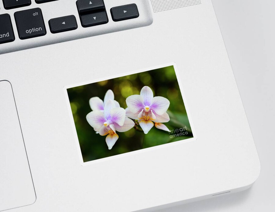 Background Sticker featuring the photograph Purple Orchid Flowers #12 by Raul Rodriguez