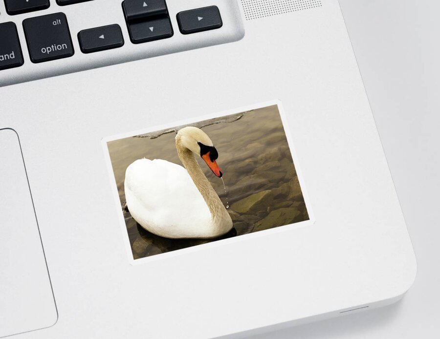 Cygnus Sticker featuring the photograph Mute swan #14 by SAURAVphoto Online Store