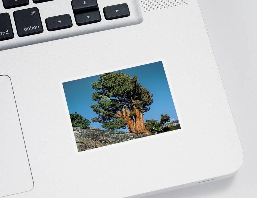 Dave Welling Sticker featuring the photograph 141400002 Western Juniper Juniperus Occidentalis California by Dave Welling