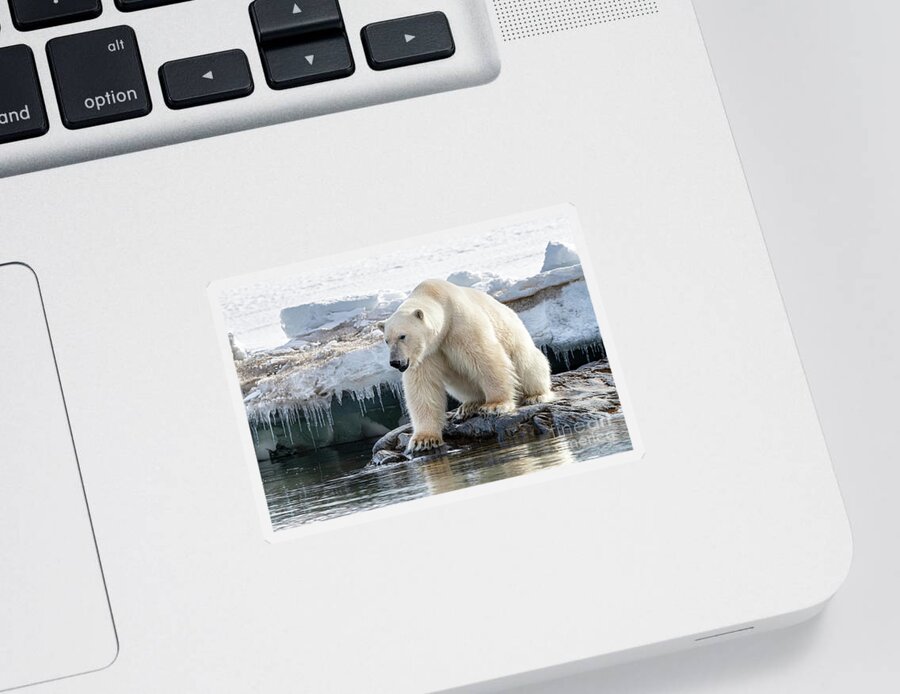 Polar Sticker featuring the photograph Adult male polar bear at the ice edge in Svalbard #2 by Jane Rix