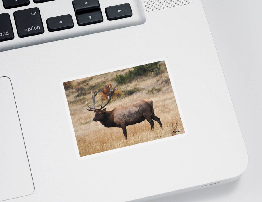Nature Sticker featuring the painting Bull Elk #2 by Vallee Johnson