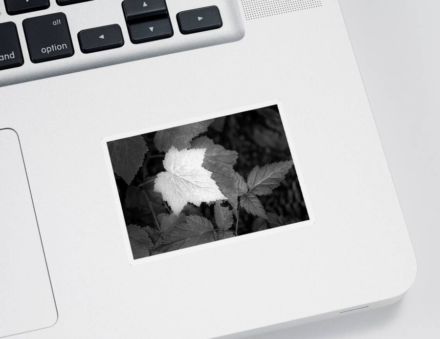 Art Sticker featuring the photograph Leaf me Alone #2 by Jon Glaser
