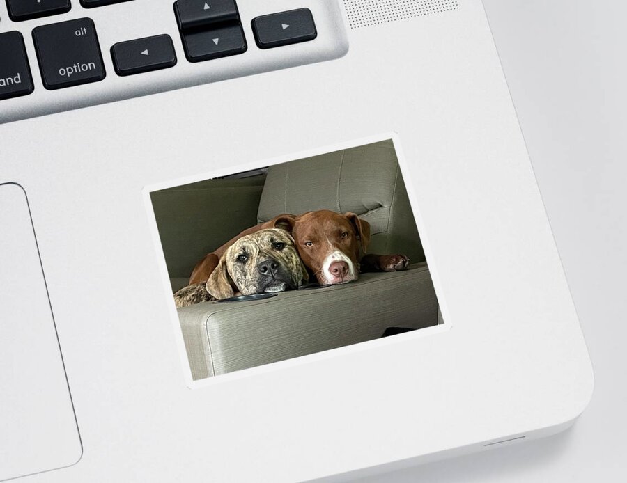 Dog Sticker featuring the photograph Molly and Roxie #3 by Susan Jensen