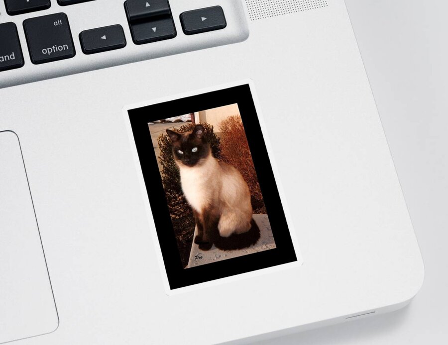 Felines Sticker featuring the photograph Poe #2 by Diane Strain