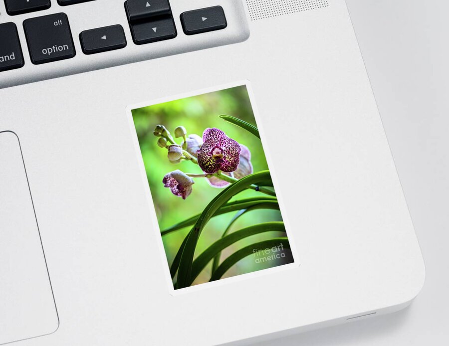 Ascda Kulwadee Fragrance Sticker featuring the photograph Spotted Vanda Orchid Flowers #2 by Raul Rodriguez