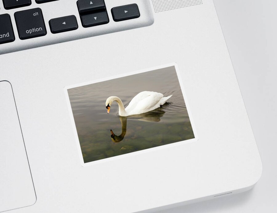 No People Sticker featuring the photograph Swan on water #2 by SAURAVphoto Online Store