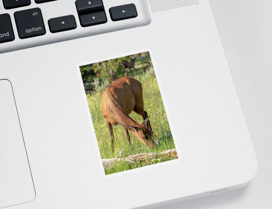 Elk Sticker featuring the photograph 2018 Elk- 4 by Tara Krauss