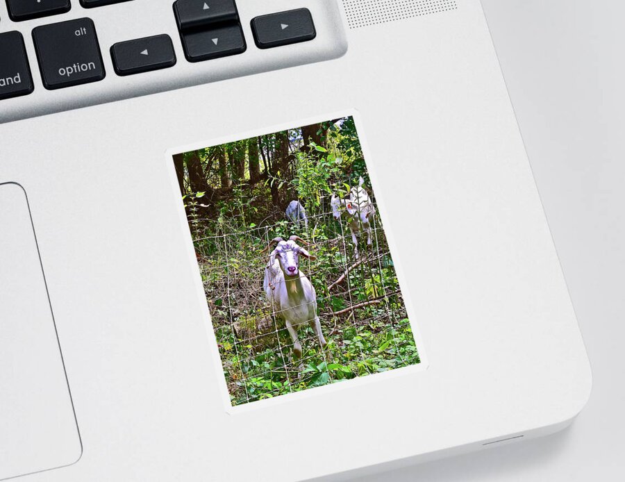 Goat Sticker featuring the photograph 2021 Backyard Goats 5 by Janis Senungetuk