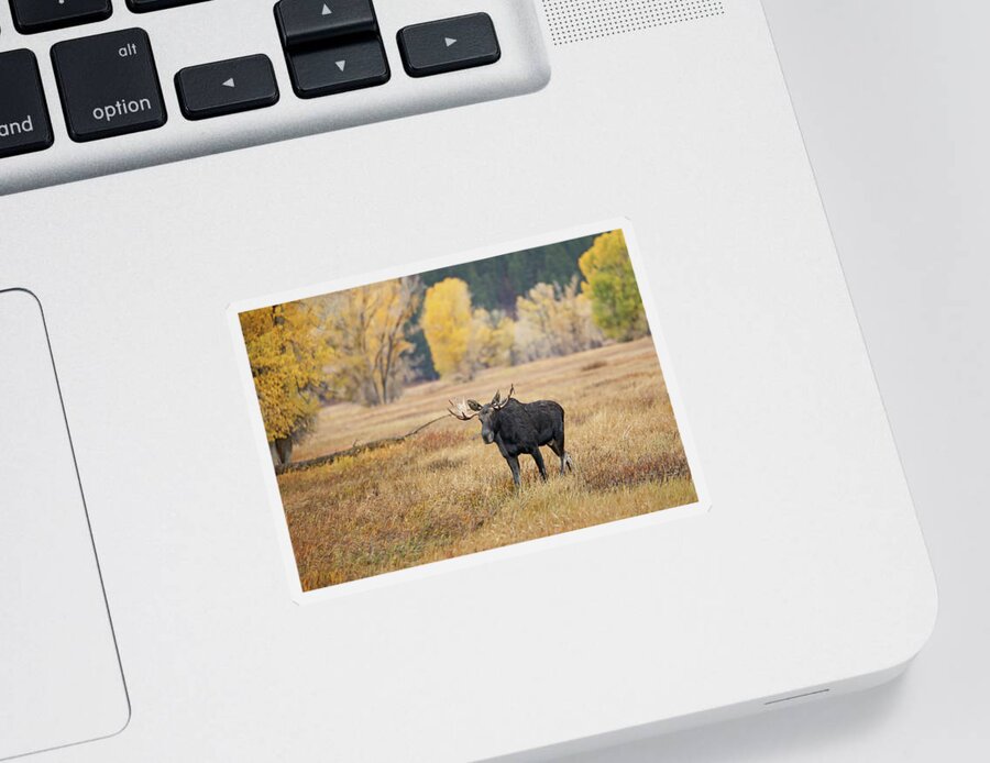 Bull Sticker featuring the photograph 2021 Bull Moose in Pasture by Jean Clark