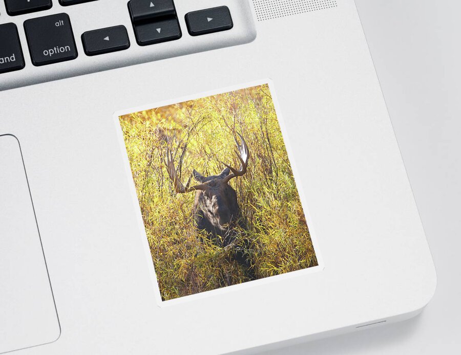 Bull Sticker featuring the photograph 2021 Bull Moose Two by Jean Clark