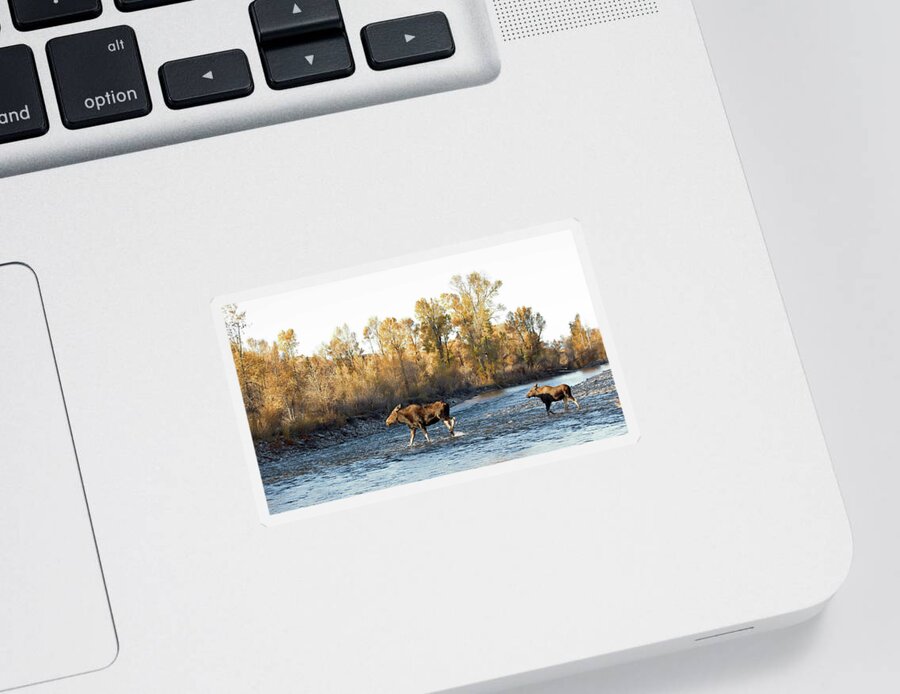 Bull Sticker featuring the photograph 2021 Moose cow and calf crossing river by Jean Clark