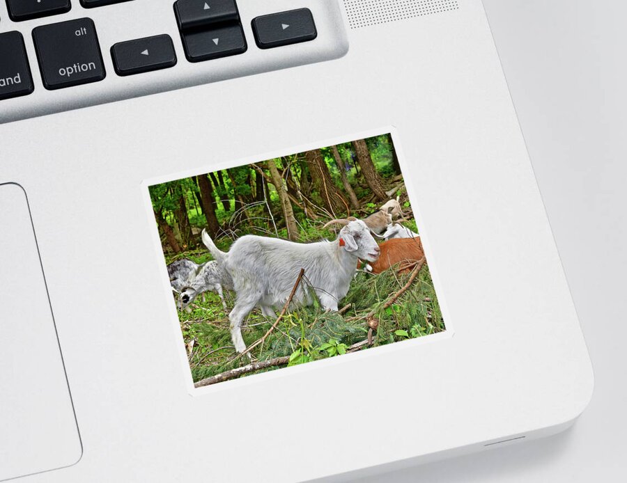 Goats Sticker featuring the photograph 2022 Acewood Basin Goat Maintenance Crew by Janis Senungetuk