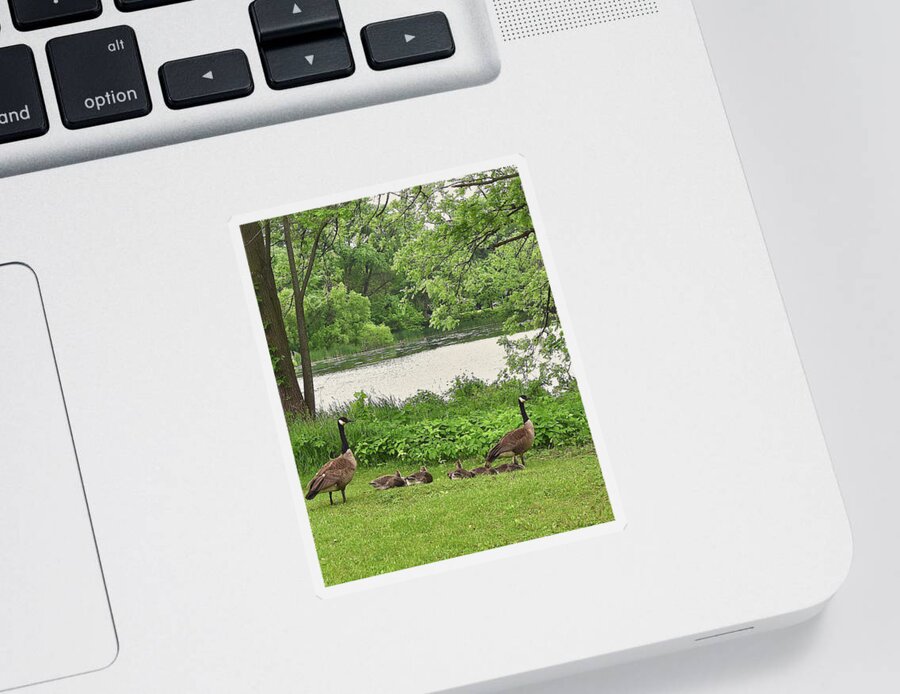 Canadian Geese Sticker featuring the photograph 2022 Geese and Goslings Visiting the Basin by Janis Senungetuk