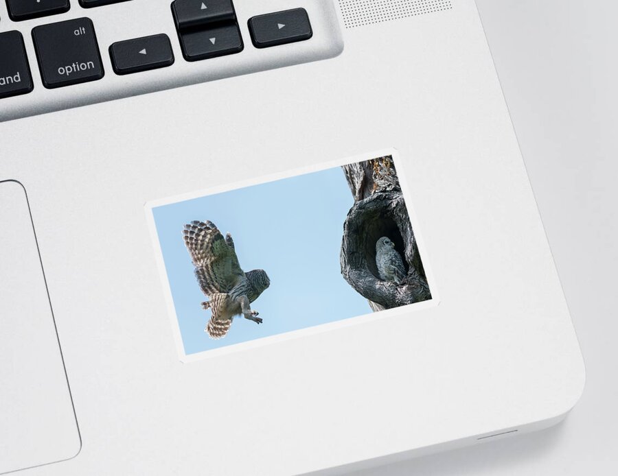 Baby Barred Owls Sticker featuring the photograph Taking care of my Babies - Mama Barred owl by Puttaswamy Ravishankar