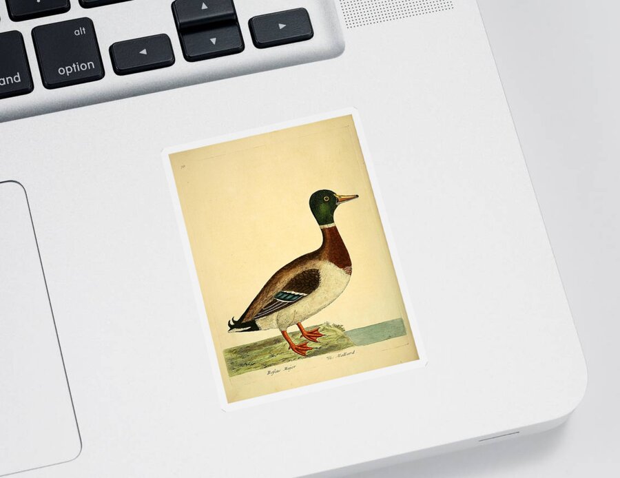 Ducks Sticker featuring the mixed media Beautiful antique waterfowl #24 by World Art Collective