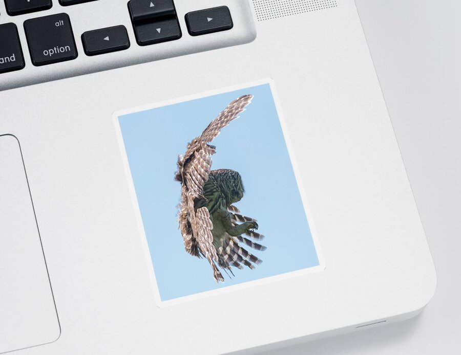 Baby Barred Owls Sticker featuring the photograph Formidable Talons by Puttaswamy Ravishankar