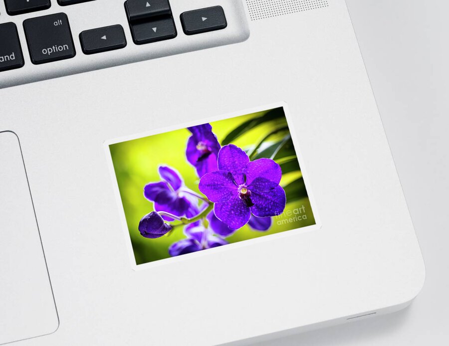 Background Sticker featuring the photograph Purple Orchid Flowers #27 by Raul Rodriguez