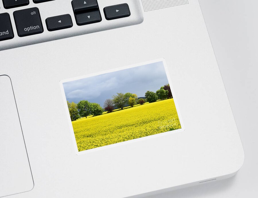 Rapeseed Sticker featuring the photograph Fields of gold #3 by Joe Cashin