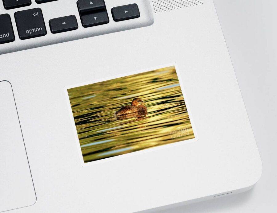Beak Sticker featuring the photograph Little Grebe Tachybaptus ruficollis Costa Ballena Cadiz #3 by Pablo Avanzini