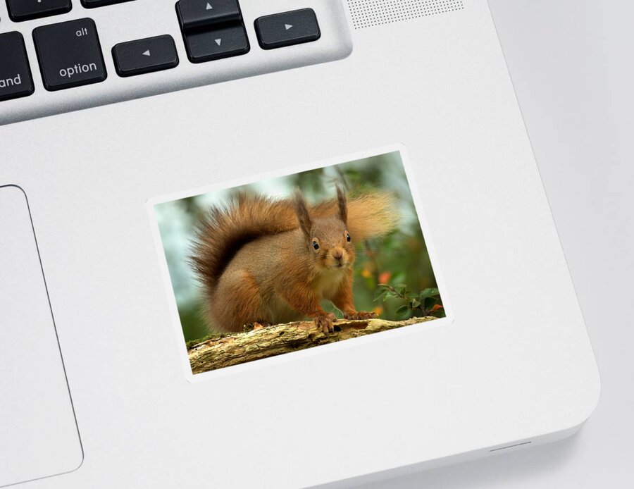 Red Squirrel Sticker featuring the photograph Red Squirrel #3 by Gavin MacRae